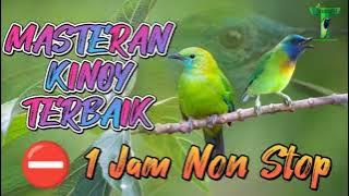 Masteran Burung Cucak Kinoi Gacor || Terbaik dan Ampuh ⛔1 Jam Non Stop