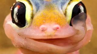 Gecko (Teched's 'Gotta Get Through This' Remix) Oliver Heldens vs Daniel Beddingfield