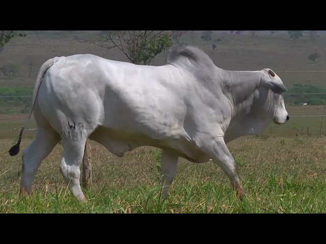 LOTE 11   4181 mp4