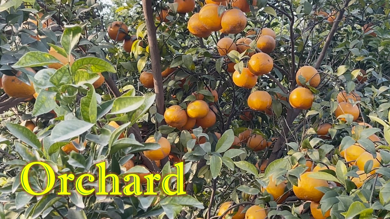 Biggest Citrus Orchard | Kinnow Farming in Punjab | Doctor Bhai Vlogs |