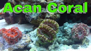 Acan Coral - Acan Lords - Micro Lords - Micromussa Lordhowensis