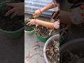 🍂 सूखे पत्तों से बन रही है प्राकृतिक खाद 🌿 Garden Waste से Organic Compost #nature #natureshorts