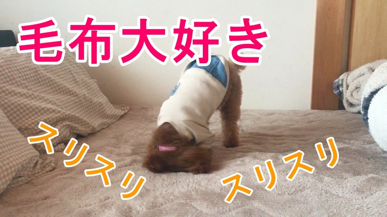 毛布にスリスリ 保護犬トイプードル サラの日記 毛布にスリスリ 保護犬トイプードル サラの日記