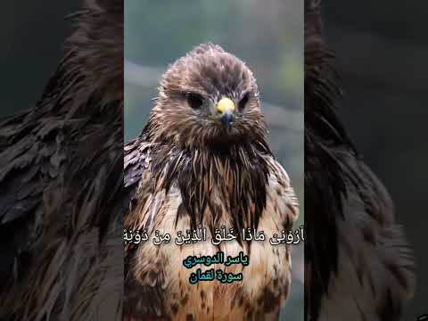 هذا خلق الله ياسر الدوسري