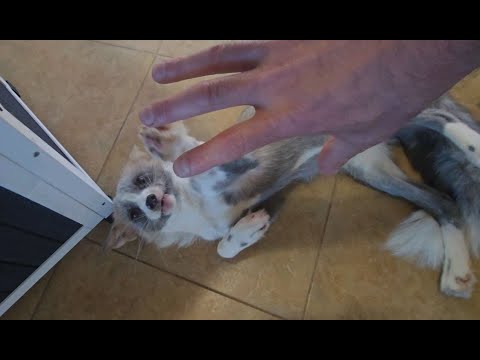 Don't pet me!!