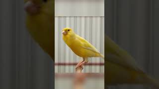 Kenari Gacor Panjang Full Isian Mewah #kenari #kenarigacor #kenarigacorpanjang