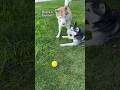 The case of the haunted dog ball… #siberianhuskies #dogball #funnydogvideos