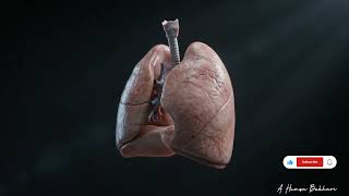 Lungs Explained in 3D | How Your Lungs Help You Breathe #shorts #youtubeshorts 