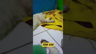 tidur aja lucu. ​#shorts #kucinglucu #kucinggemas #catlover #kucingindonesia