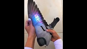 Голубь в ультрафиолете