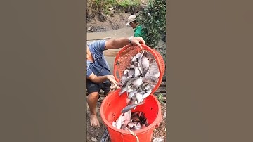 Về miền tây tát đìa bắt cá mê mắt 😍😱 #nganamtv #fishing #batca #mientay