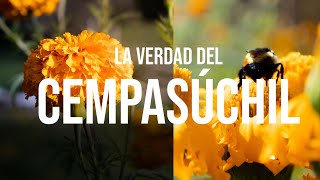 Cempasúchil La FLOR de MÉXICO | Documental de Día de Muertos by Beto Silverix 1,736 views 1 year ago 19 minutes