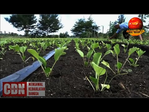 PETANI PILIH TANAMAN PANEN SINGKAT