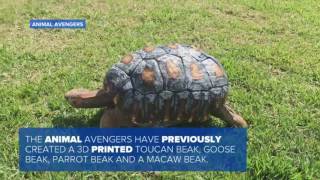 Tortoise Burned in Fire Gets Custom 3D Printed Shell