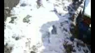 Suukii.sasa.miikiio.tigrou