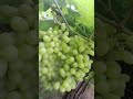 Farming in grapes farming shortsfeed grape viral.