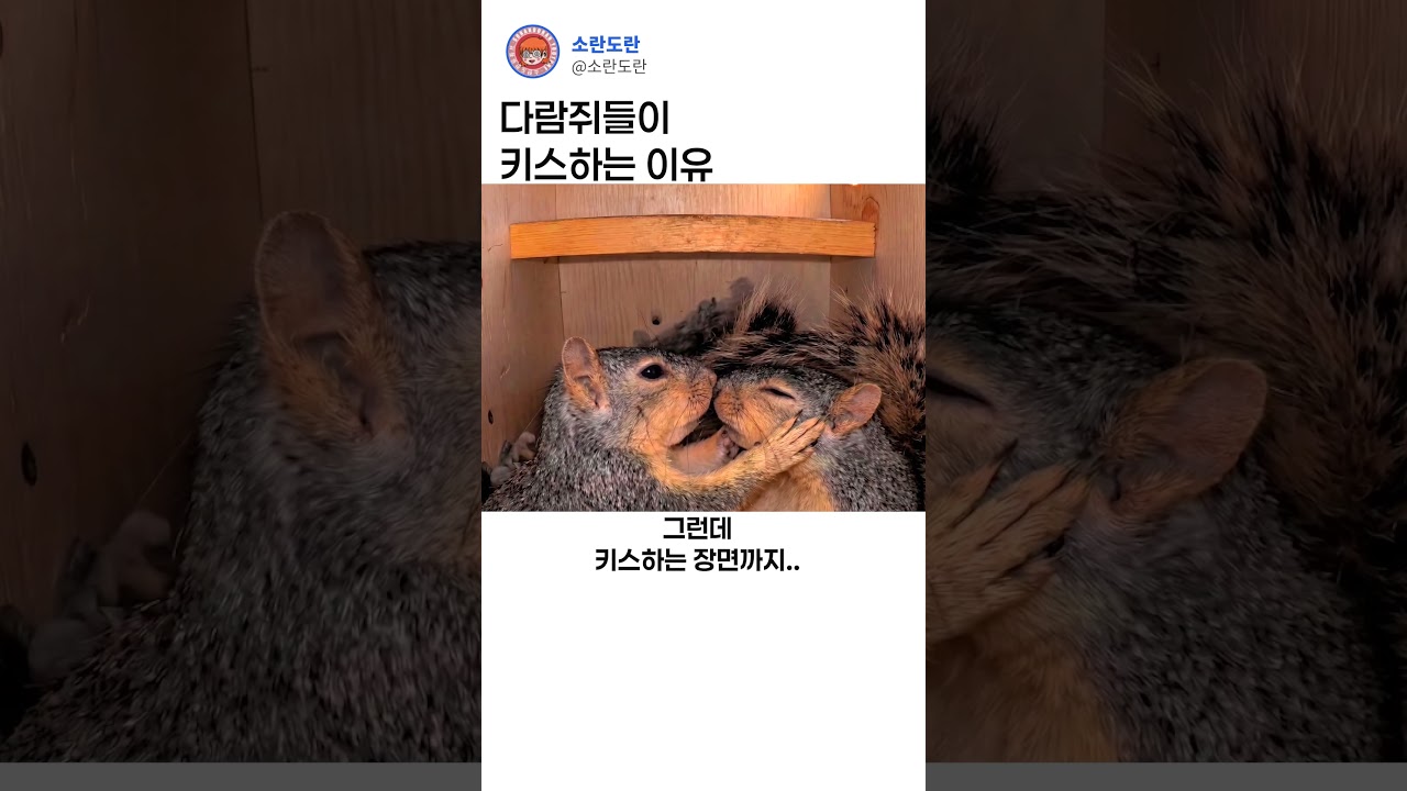 다람쥐들이 키스하는 이유ㅋㅋ