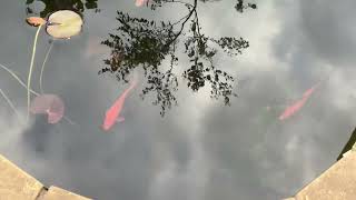 Fish in ponds by The RubieVerse 46 views 1 day ago 47 seconds