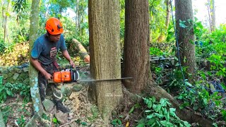 Towering High..‼️ cut down 3 mahogany trees in a row - stihl ms 212