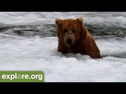 katmai bear cam live