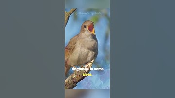 Mockingbird: Mimicry skills and knack for impersonating other birds and sounds.
