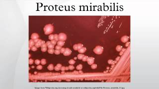 Proteus mirabilis