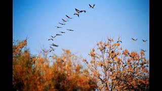 Зачем перелётные птицы совершают свои перелёты?