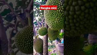 Trik jitu super cepat nangka mini berbuah lebat #nangka #buahnangka #buahlebat #tips #shorts
