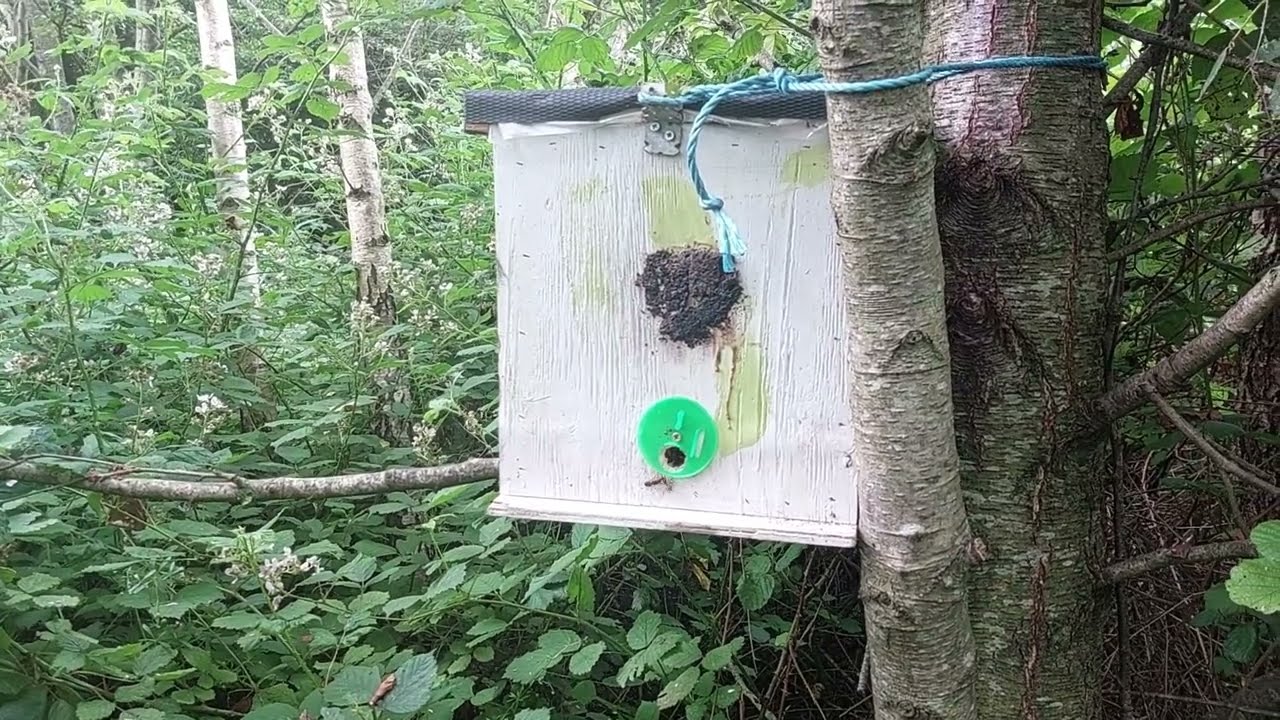 Роевая аномалия, или пчёлы игнорируют ловушки.  30.06.2025