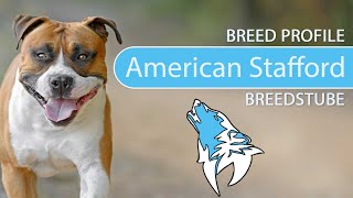 American Staffordshire Terrier Breed Profile 2022 Temperament & Training