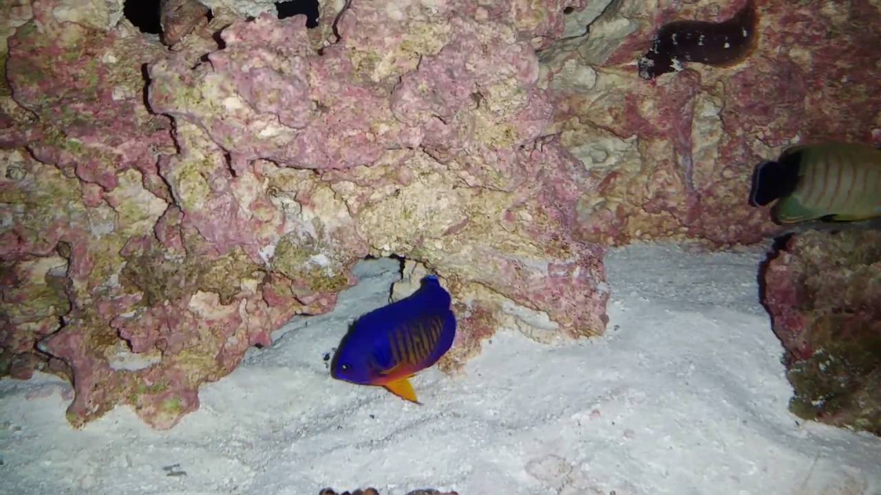 Blue Zoo Aquatics unboxing(saltwater fish) YouTube