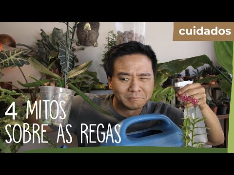 4 MITOS sobre as regas de plantas em vasos