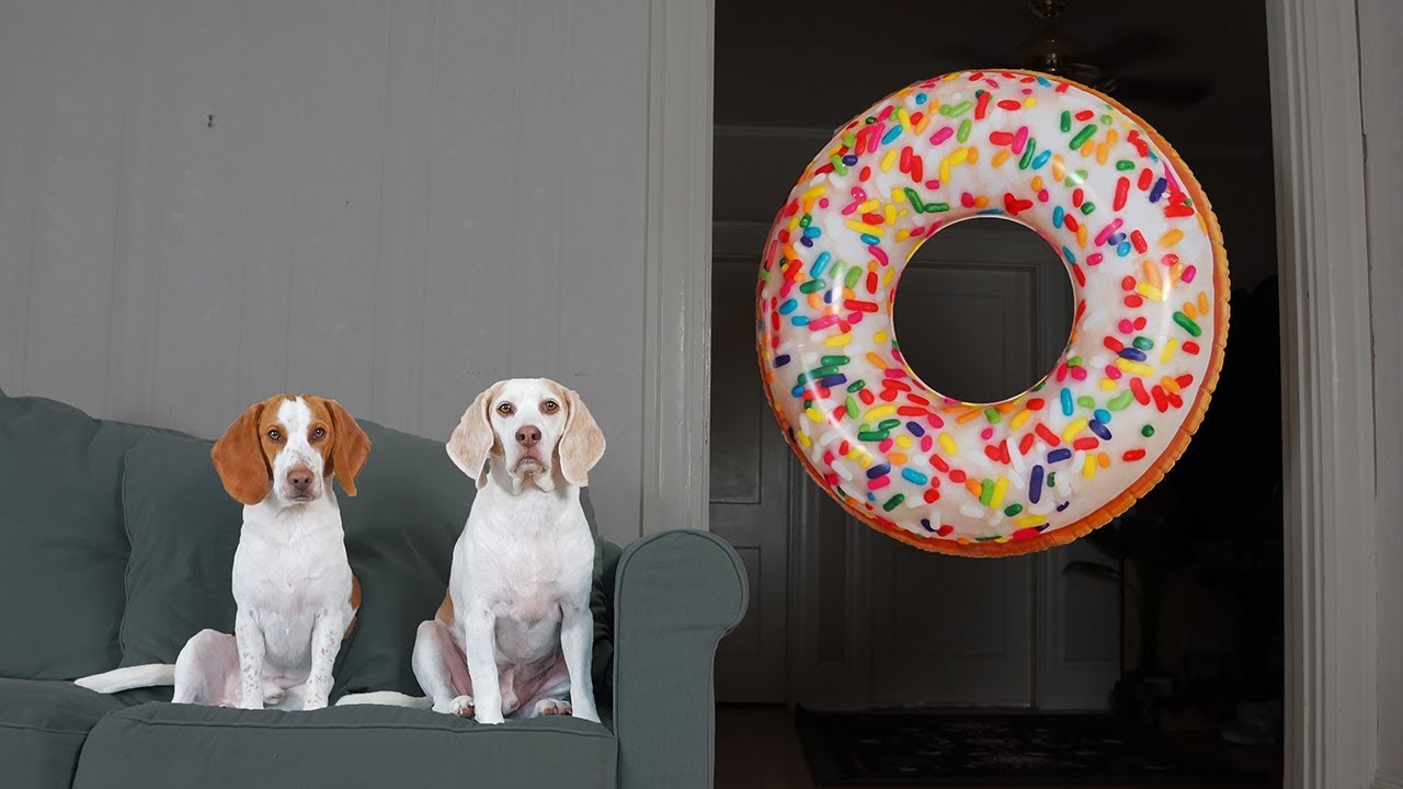 ⁣Dogs vs Giant Donut Prank: Funny Dogs Maymo, Potpie & Penny