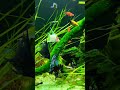💚🐠Mind Relaxing🐠💚