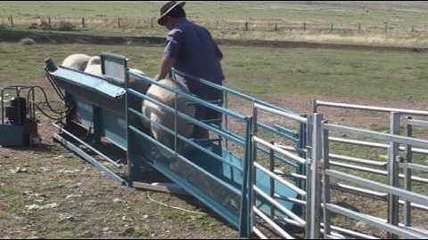 VeeEzy Sheep Handler Eartagging