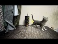 Cat vs whale stop and go
