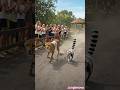 Ultimate Wild Run! 🐆🔥 #running #animals #wildlife #lion #funny #ai #usa