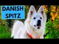 Danish spitz  top 10 interesting facts