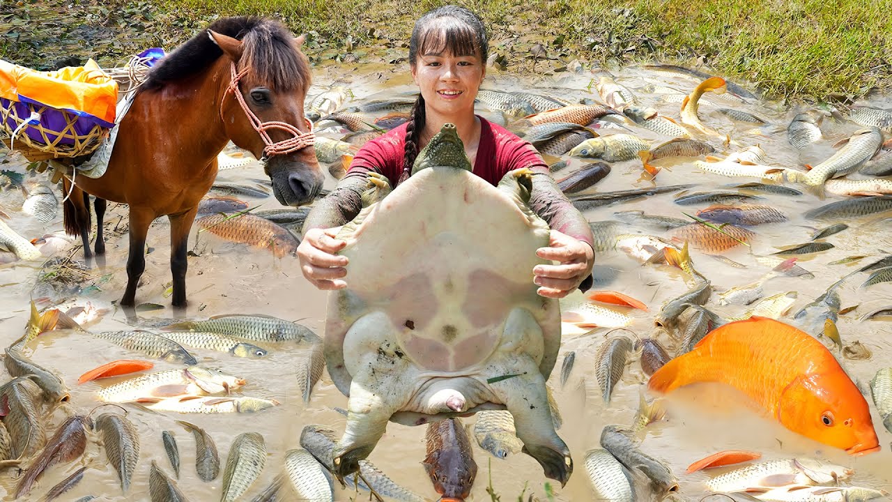 Harvesting A Lot Of Fish & Softshell Turtle Goes To The Market Sell ...