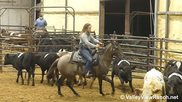 Shining C Cruisindun - sorting! - ValleyViewRanch.net