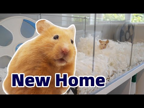 Video: Kan En Hamster Spise En Annen Hamster?