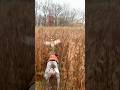 Pheasants On Point Pheasanthunting Germanshorthairedpointer Gsp Hunting Birdhunting
