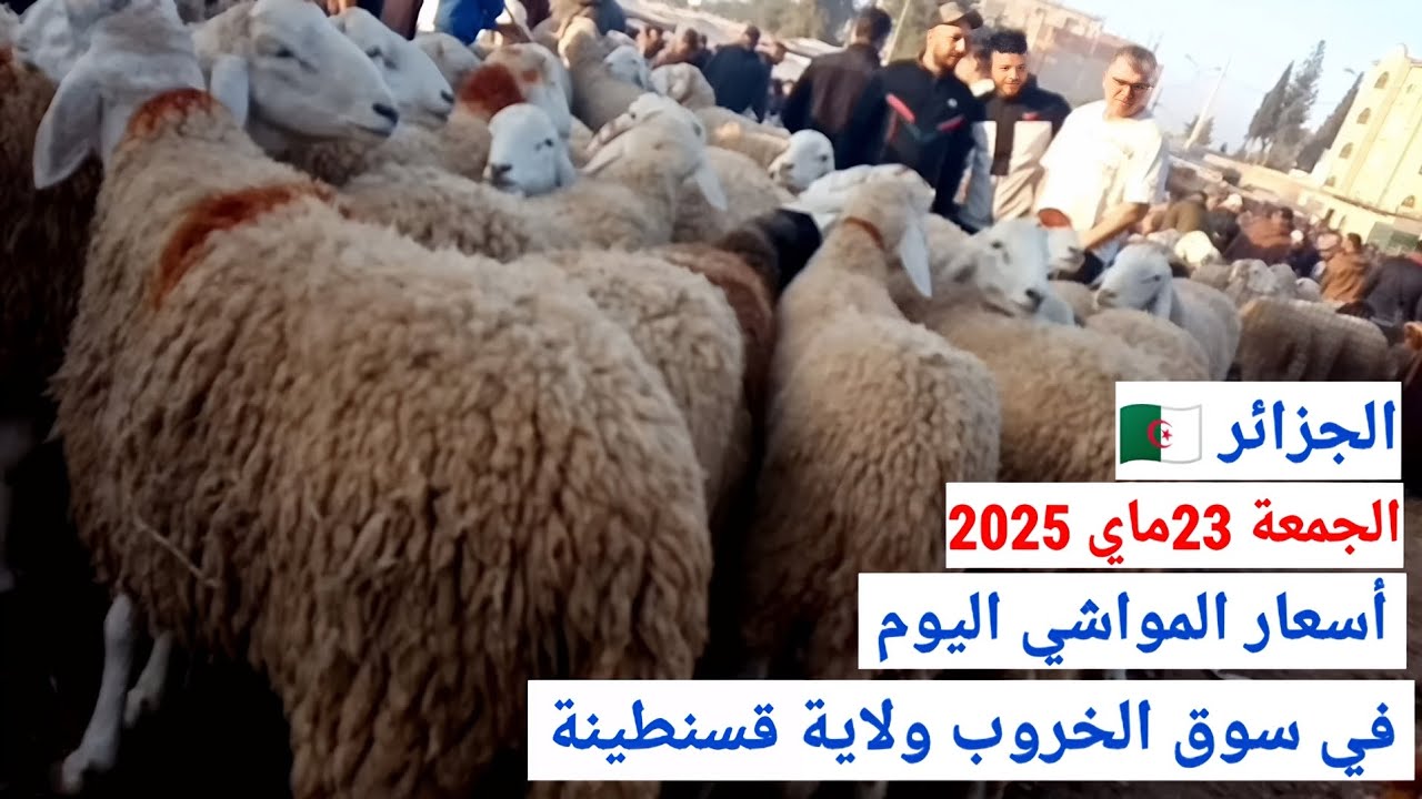 أسعار المواشي اليوم في سوق الخروب ولاية قسنطينة الجزائر/الجمعة 23ماي 2025