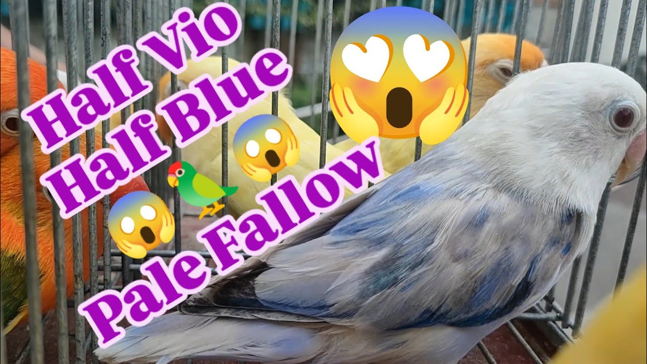 Vlog600 Half Sider Pale Fallow 😱🦜🦜🥰 Dito Lang Obando Pet Market 😱
