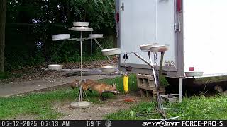A Red Fox And A Squirrel