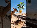Deer saved apple tree from drying up by watering it 😭🍎#ai #tree #save #deer