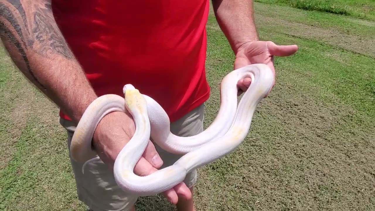 Lavender Pied Female