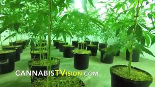 The Home Grow