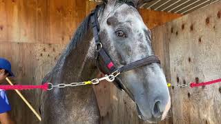 ブルーローズシップ の競走馬情報 Pog Info