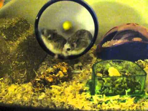 Kaitlin & Rick - Robo Dwarf Hamsters